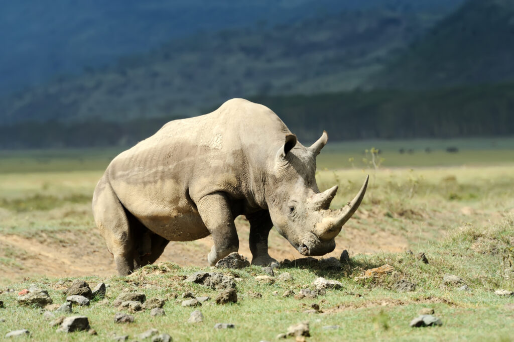 Southern white rhinoceros reintroduced to Kidepo Valley National Park, Uganda
