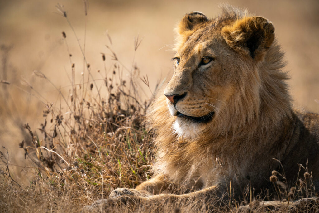 Lion in Niokolo-Koba National Park, Senegal
