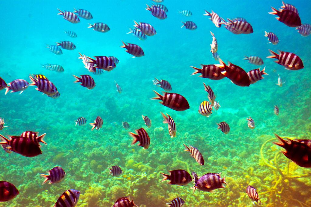 Ocean landscape representing marine biodiversity conservation